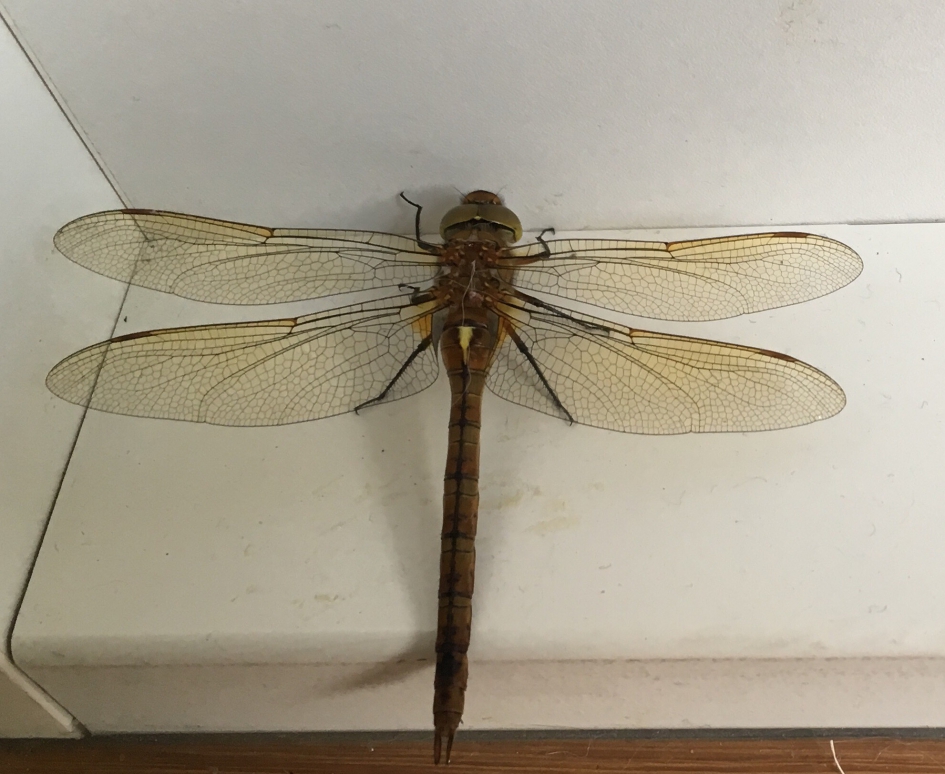 Libelsoort - Geleedpotigen - Libelle