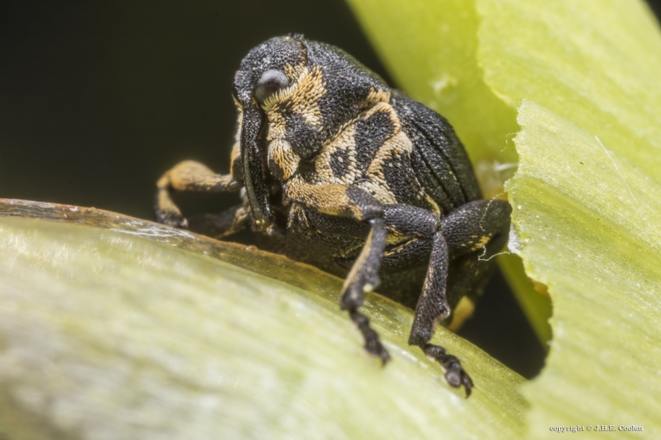 Lissnuitkever of lissenboorder - Geleedpotigen - Lissnuitkever of lissenboorder
