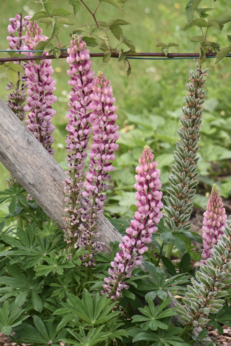 Lupine - Planten - 