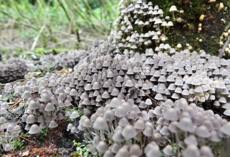 Massaal Zwerminktzwam