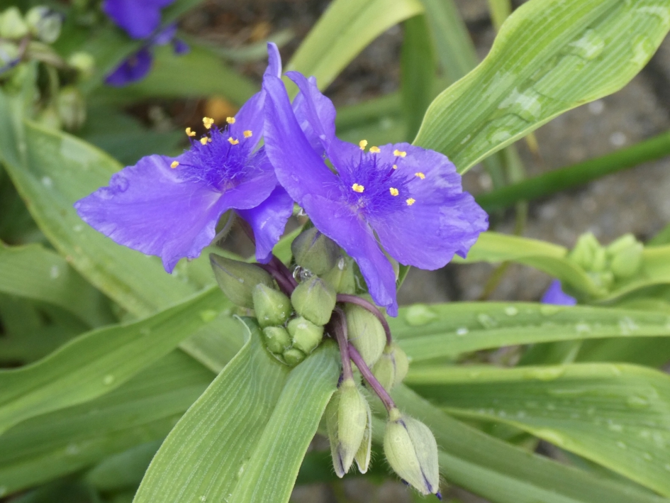 Matrozensla - Planten - 