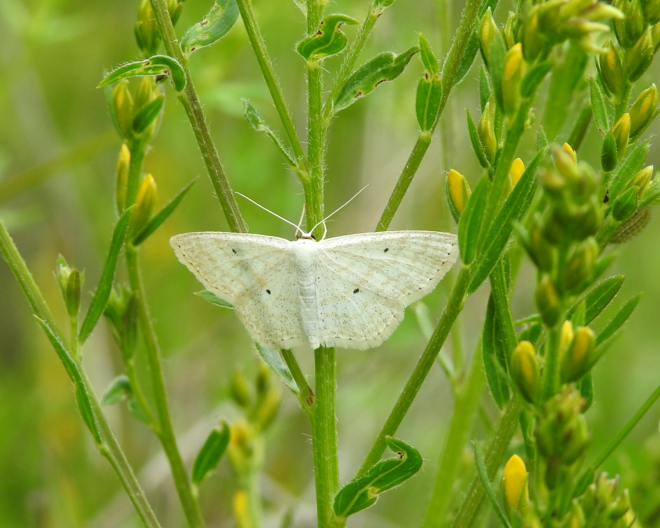 Met vier stippen - Geleedpotigen - Bosspanner