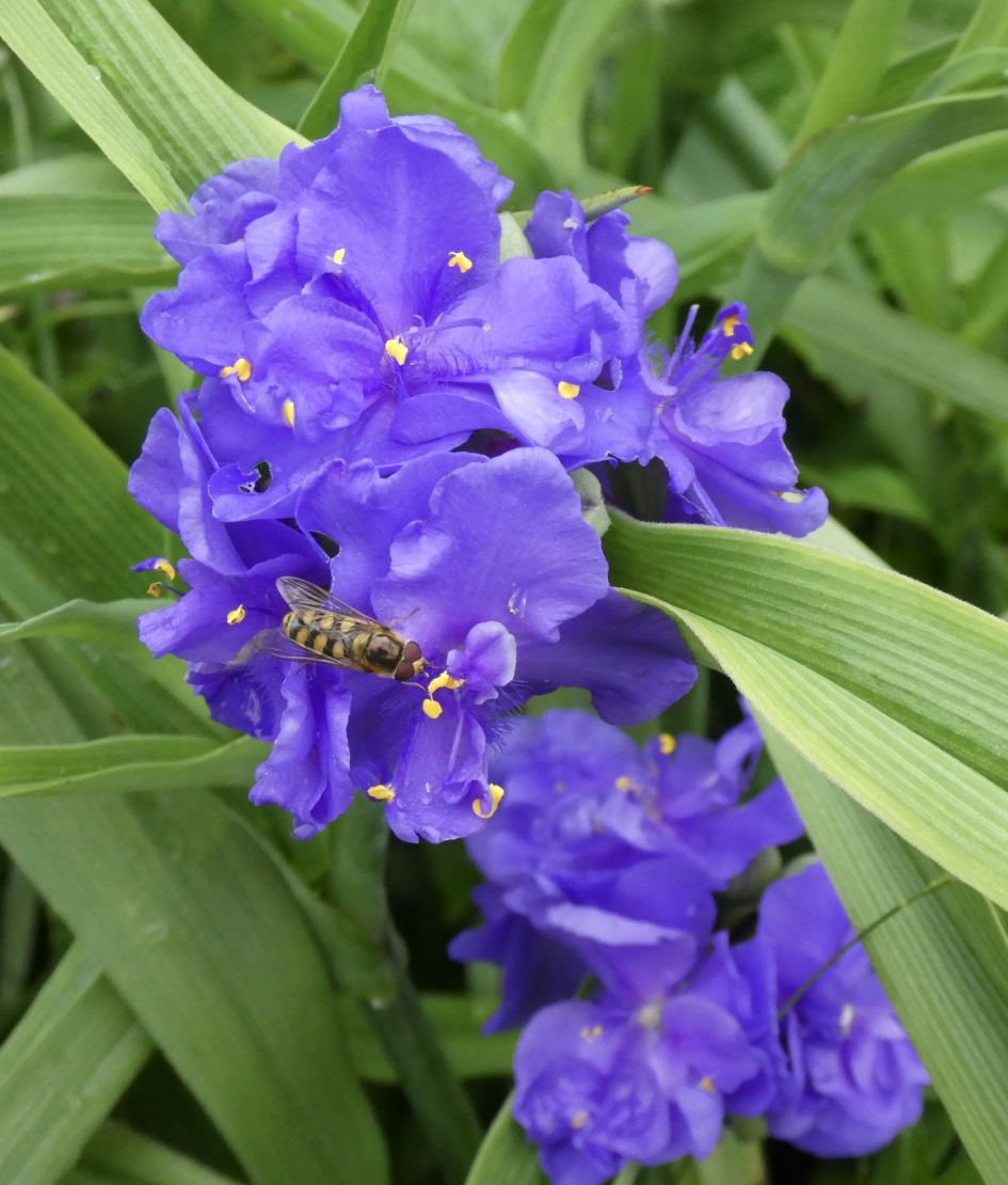 Met zweefvlieg - Planten - Matrozensla