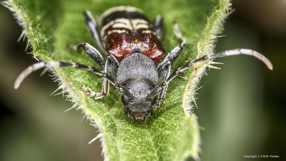 Mierenboktor (Anaglyptus mysticus) - Geleedpotigen - Mierenboktor