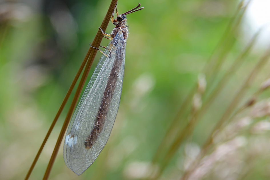 Mierenleeuw - Geleedpotigen - Mierenleeuw