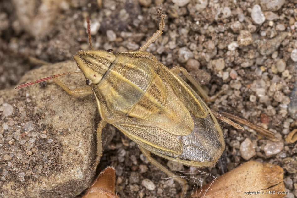 Mijterschildwants (Aelia acuminata) - Geleedpotigen - Mijterschildwants