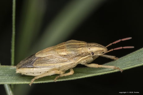 Mijterschildwants (Aelia acuminata)