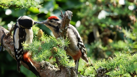moeder en zoon bonte specht