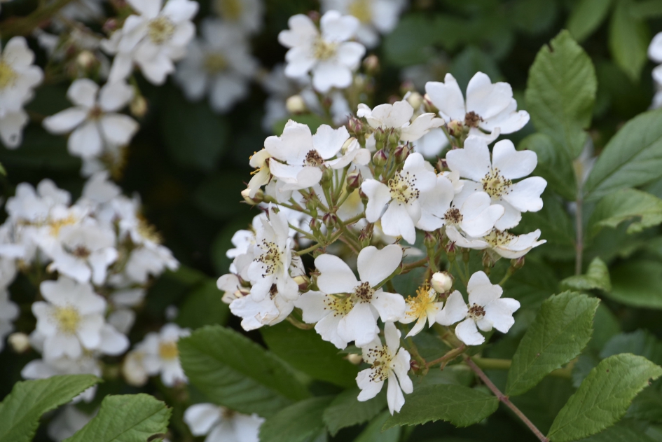 Mooi wit - Planten - 