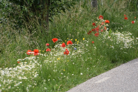 Mooie berm