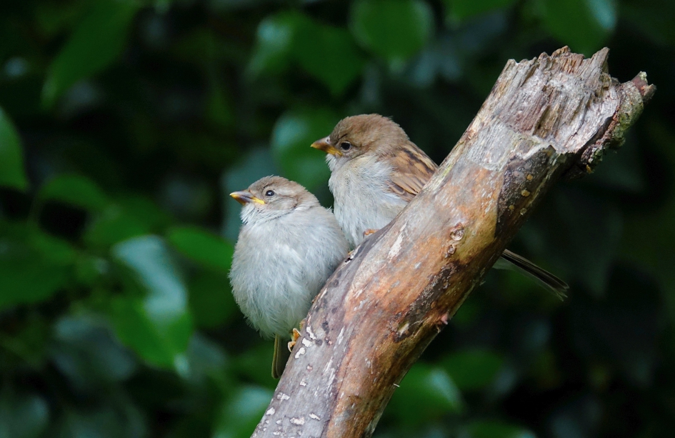 Musjes - Vogels - Huismus