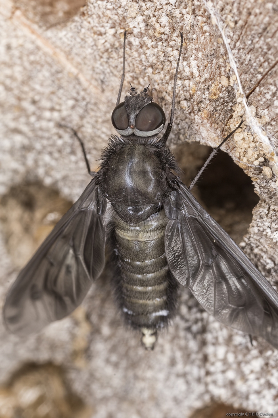 Muurrouwzwever (Anthrax anthrax) - Geleedpotigen - Muurrouwzwever