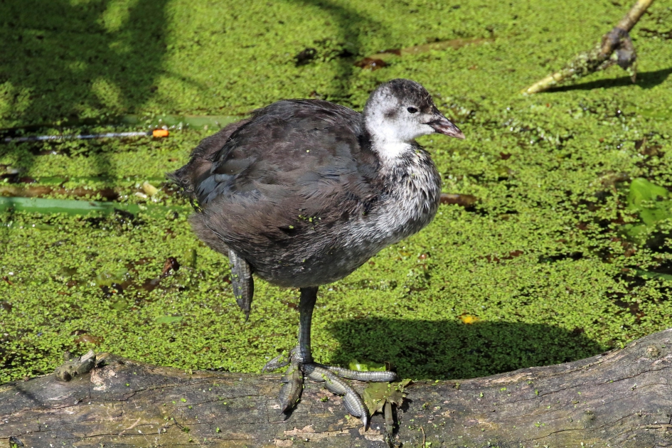 Ook heel stabiel op één poot... - Vogels - Meerkoet