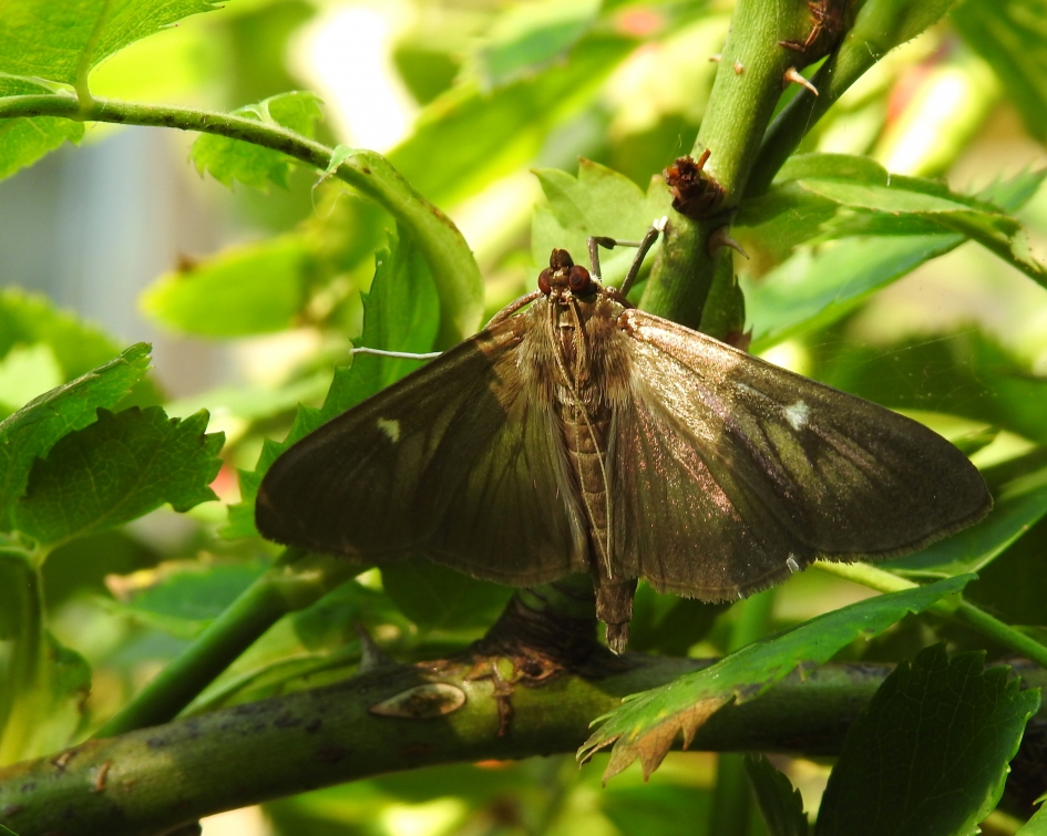 Nachtelijk bezoek overdag - Geleedpotigen - Buxusmot