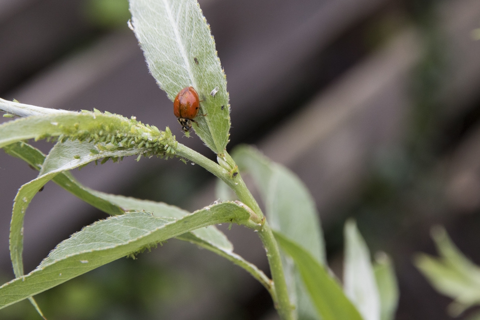 Natuurlijke plaagbestrijding - Geleedpotigen - Lieveheersbeestje