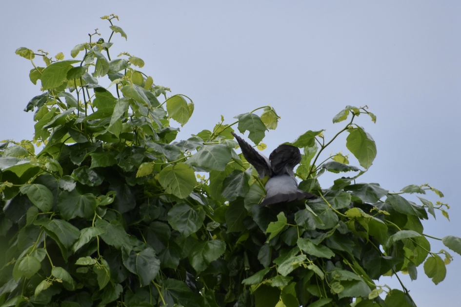 Neemt een duik in het nest - Vogels - 
