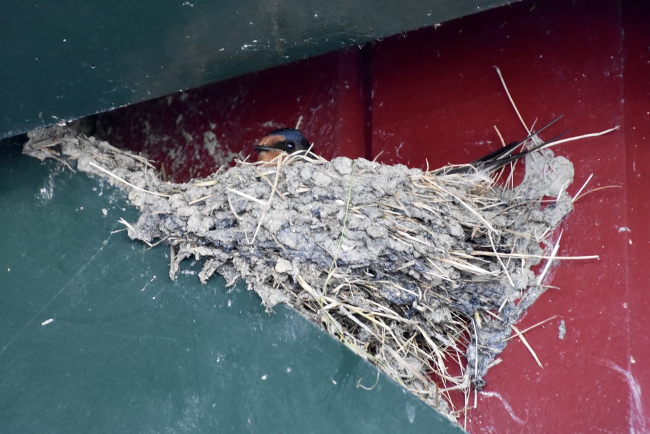 Nest met jonge boerenzwaluw - Vogels - 