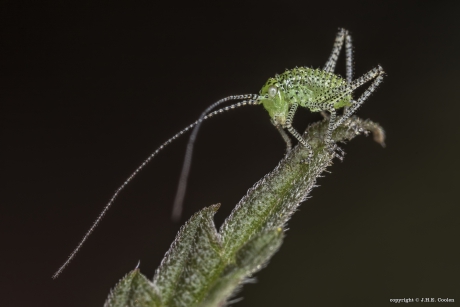 Nimf struiksprinkhaan  (Leptophyes punctatissima)
