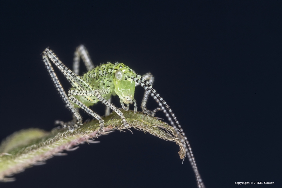 Nimf struiksprinkhaan  (Leptophyes punctatissima) - Geleedpotigen - Nimf struiksprinkhaan