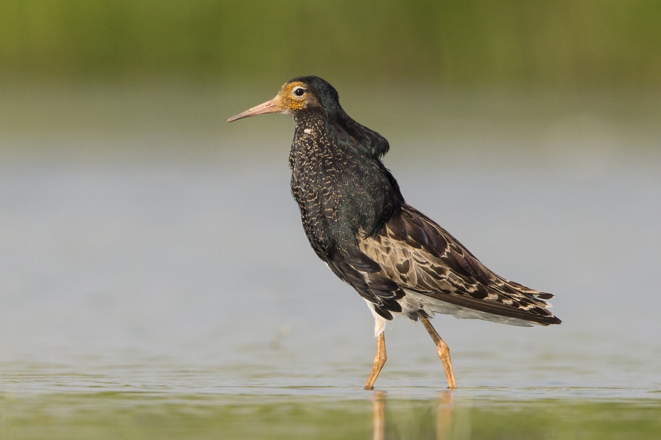 Nog een Kemphaan ... - Vogels - Kemphaan