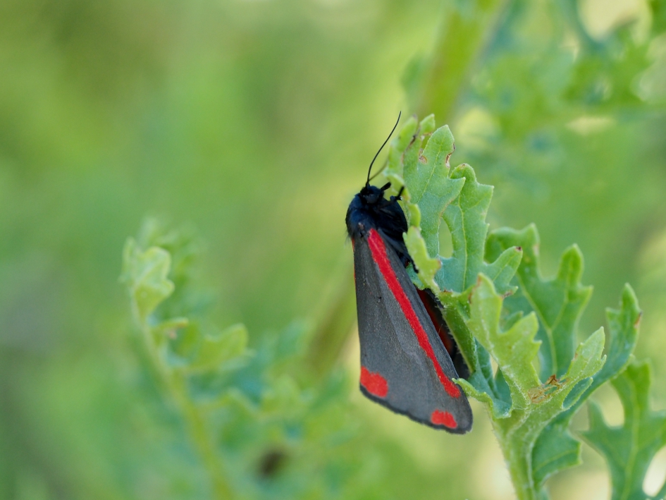 Nog even nazonnen - Geleedpotigen - Sint Jacobsvlinder