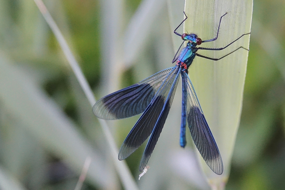 Ochtend opwarming met een mugje - Geleedpotigen - Weidebeekjuffer