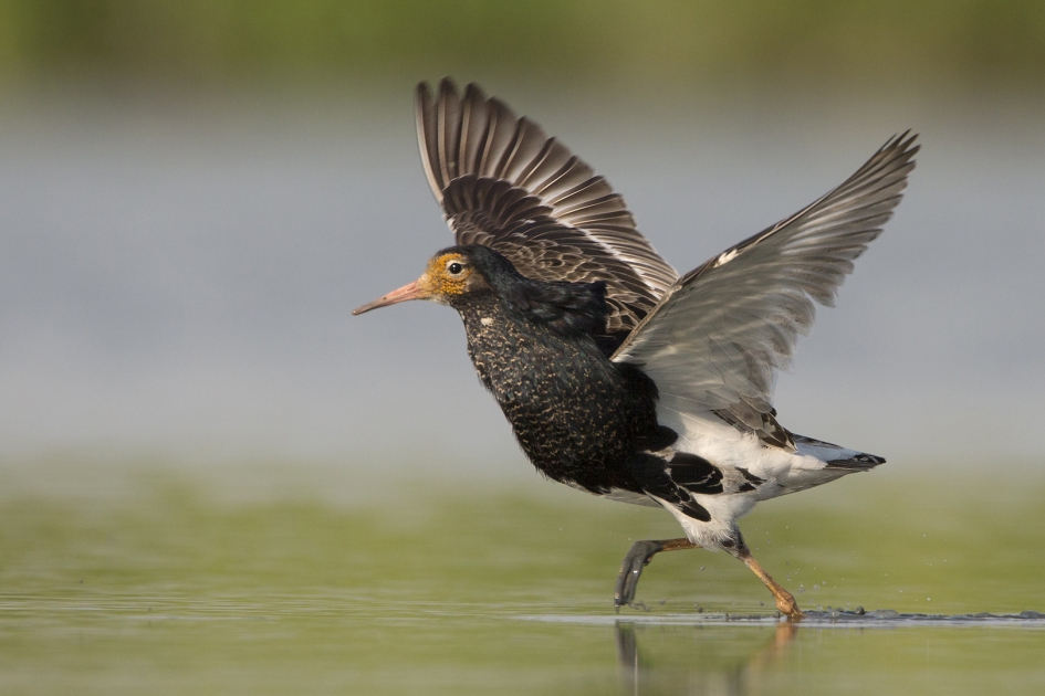 Ode aan Maarten - Vogels - Kemphaan