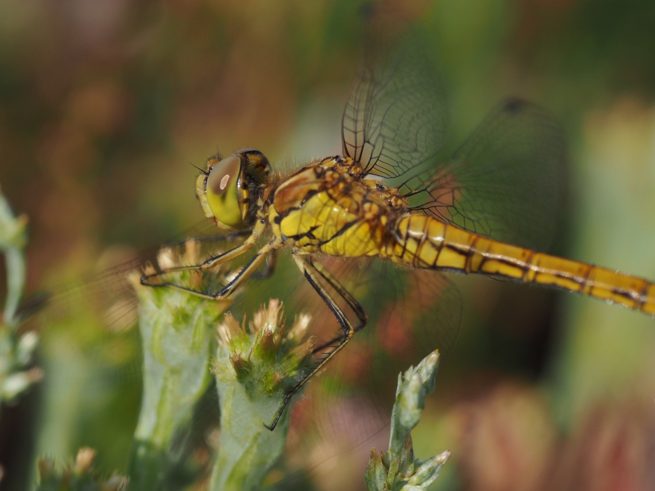 Op de heide - Geleedpotigen - Steenrode heidelibel