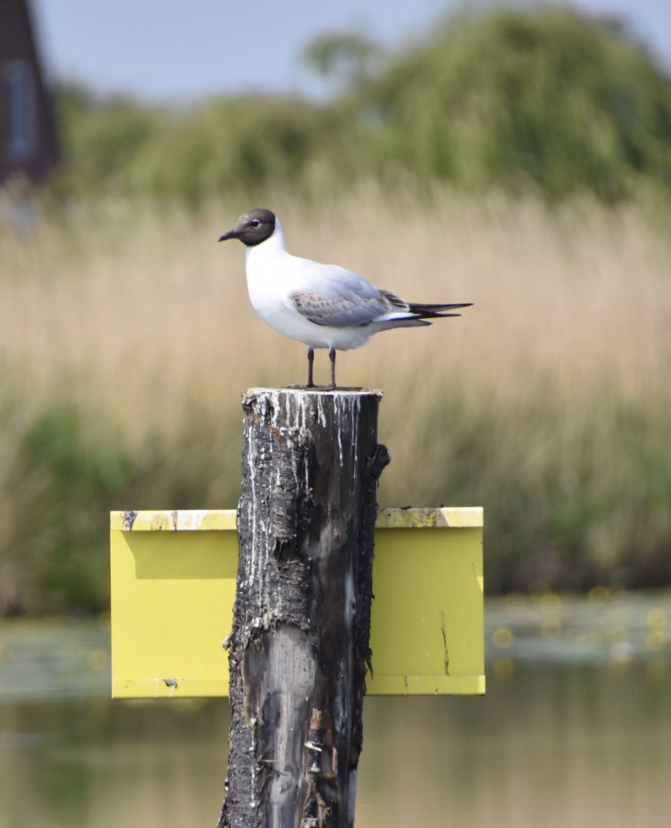 Op de uitkijk - Vogels - 