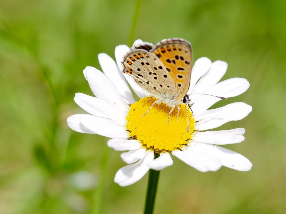 Op de Veluwe - Geleedpotigen - Bruine vuurvlinder