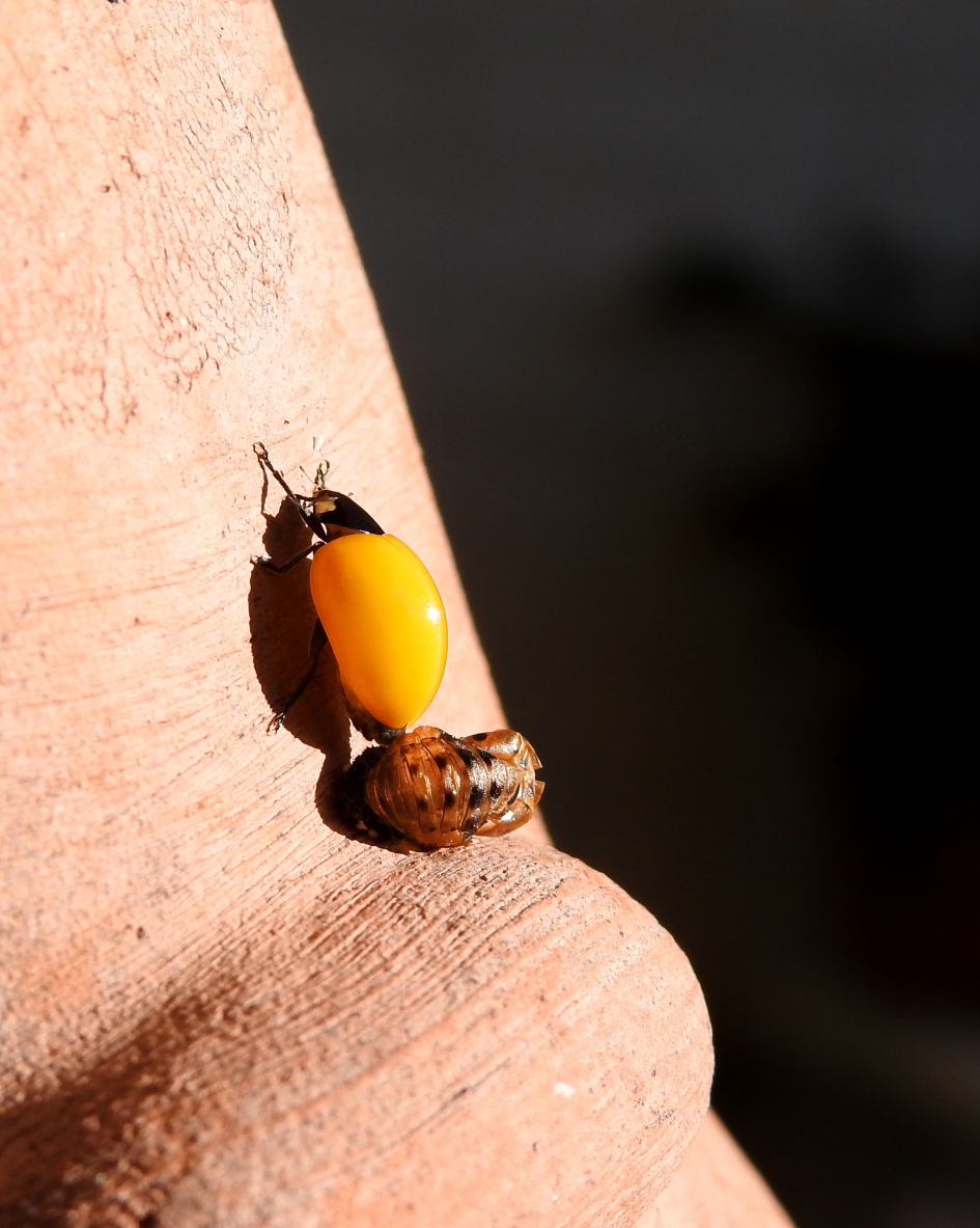 Op naar een nieuw leven - Geleedpotigen - Zevenstippelig lieveheersbeestje