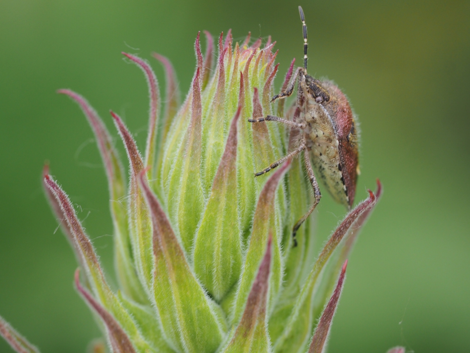 Opwaarts - Geleedpotigen - Bessenwants