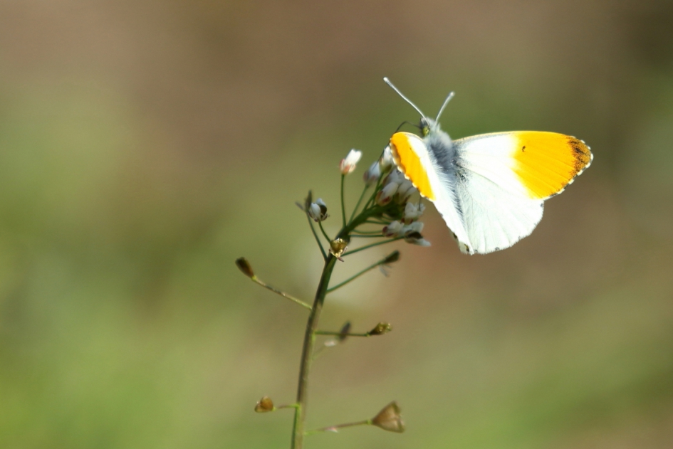 oranjetipje -m- - Geleedpotigen - oranjetipje