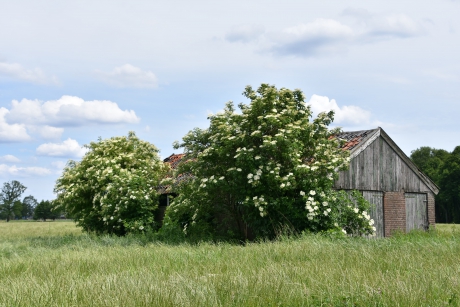 Oude schuur met flier