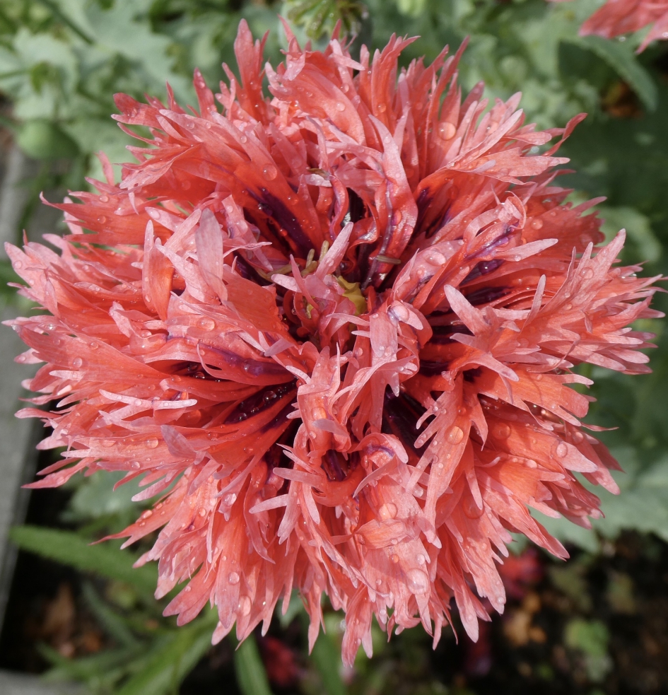 Papaver - Planten - 