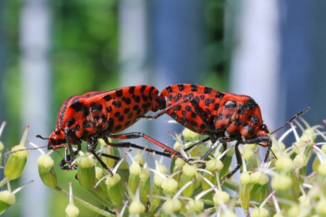 Parende schildwantsen