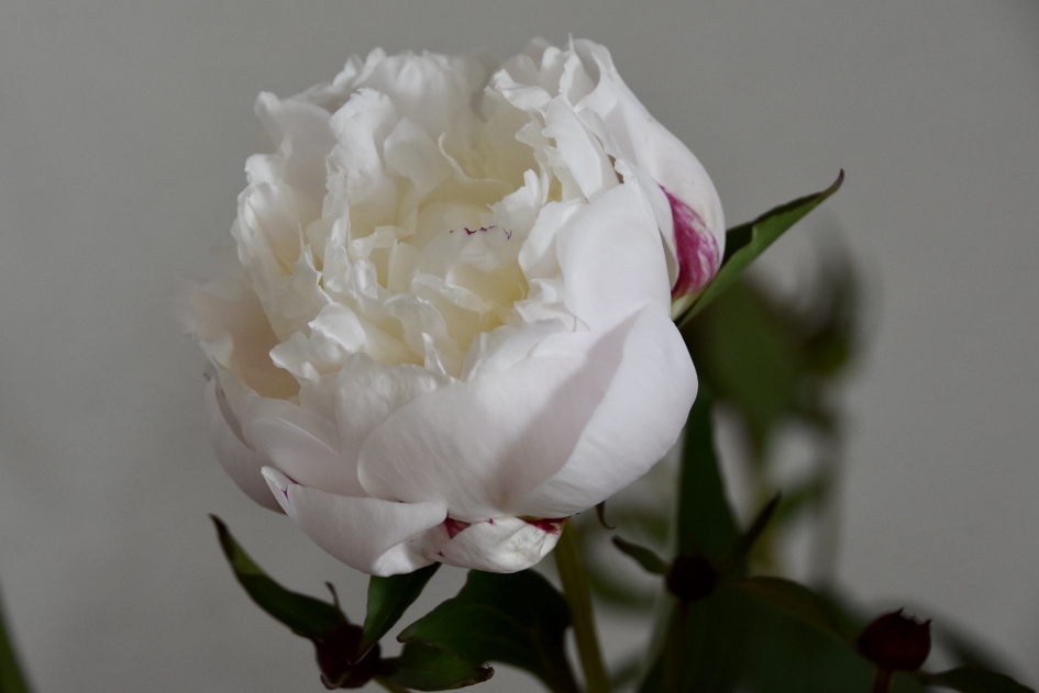 Pioenroos - Planten - 