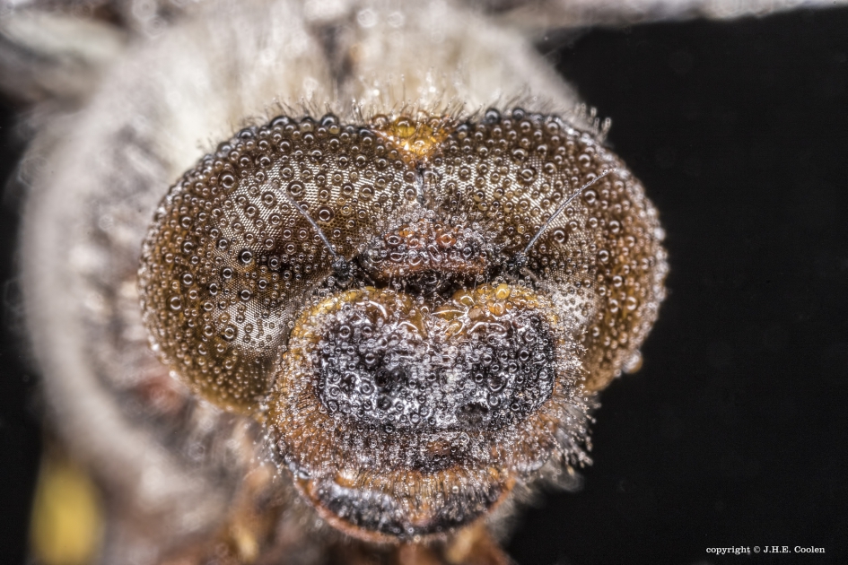 Platbuik (Libellula depressa) - Geleedpotigen - Platbuik (man)