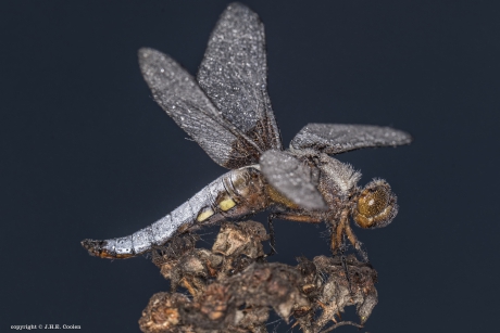 Platbuik (man)  (Libellula depressa)