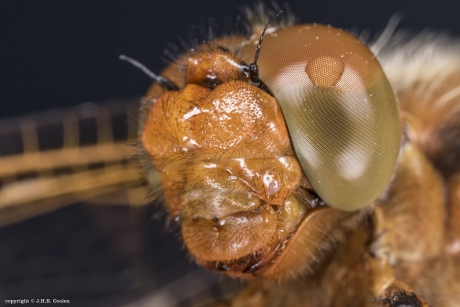 Portret van een.....