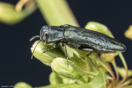 Prachtkever  (Agrilus sp.)