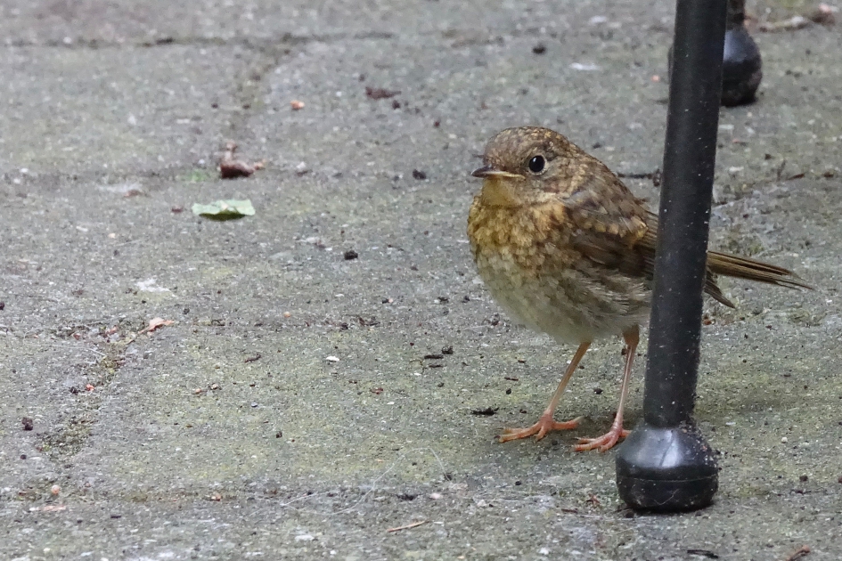 Puber Roodborst - Vogels - Roodborst