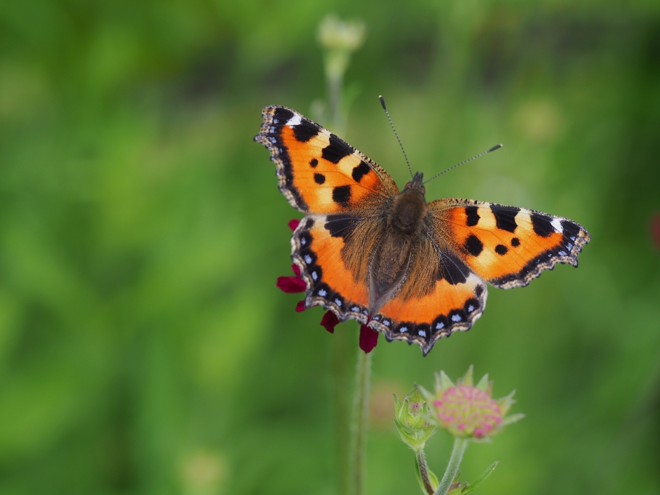 Puntgaaf - Geleedpotigen - Kleine vos