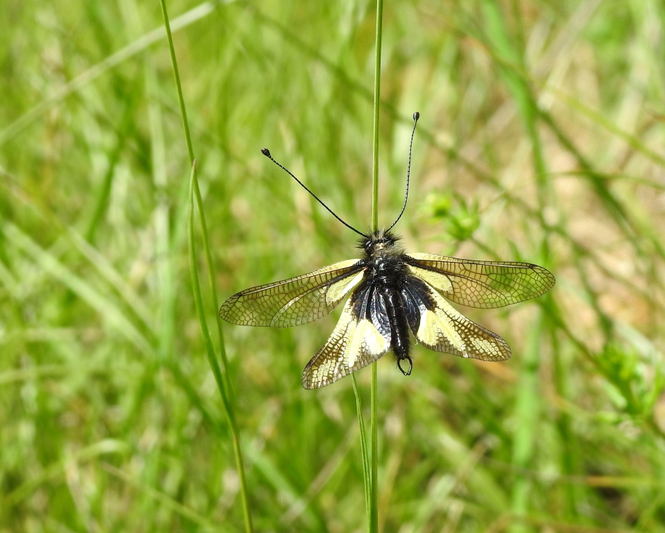 Pure elegantie - Geleedpotigen - Libelgaasvlieg