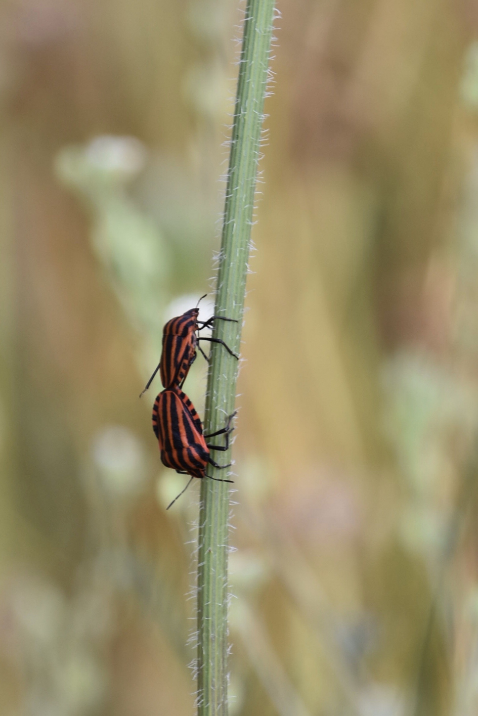Pyamawantsen of rood/zwarte streepwantsen - Geleedpotigen - 