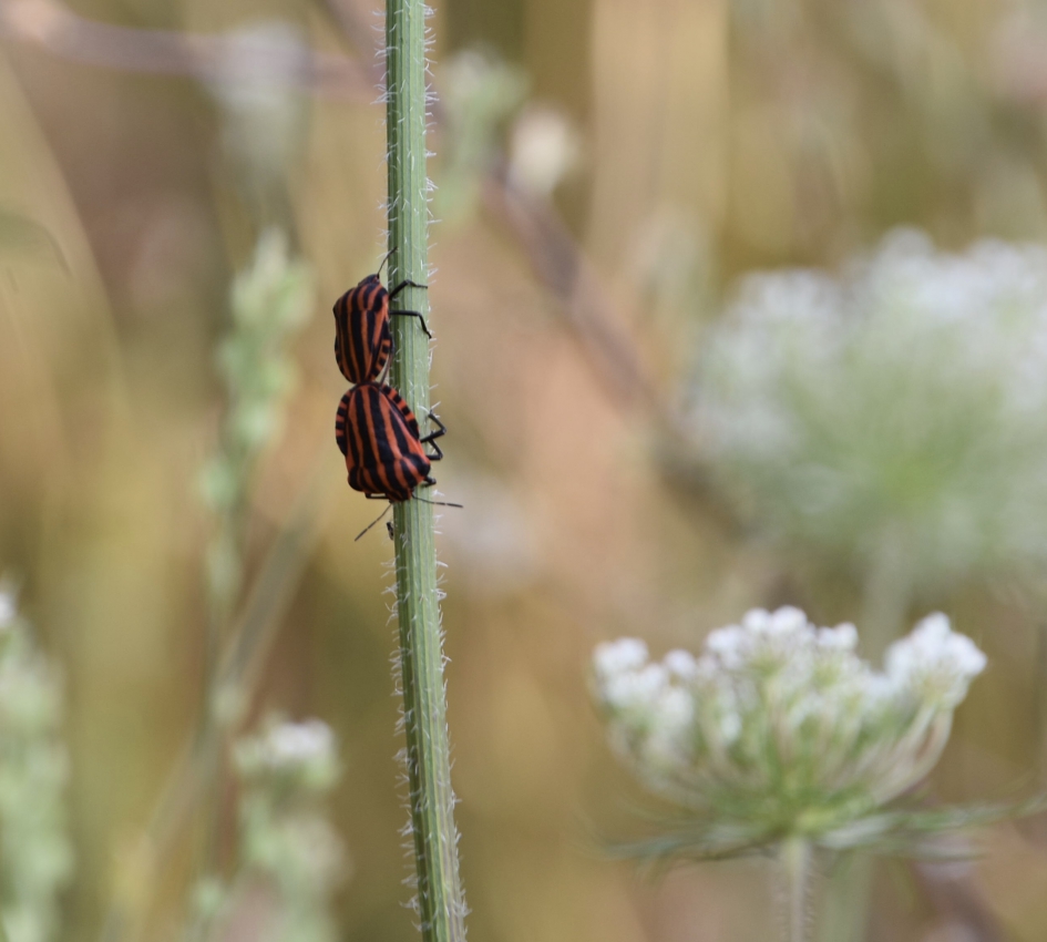 Pyamawantsen - Geleedpotigen - 