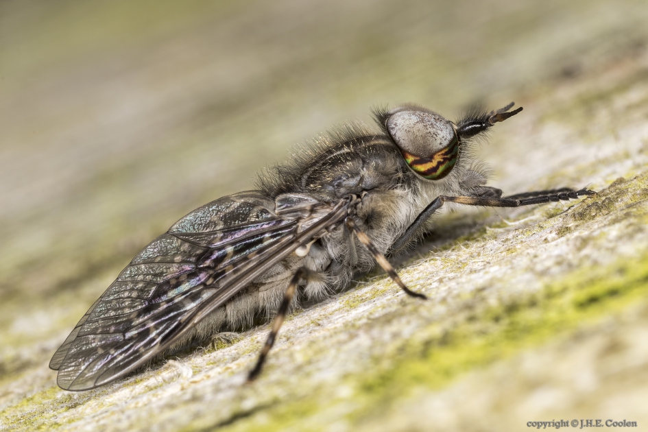 Regendaas (Haematopota pluvialis) - Geleedpotigen - Regendaas