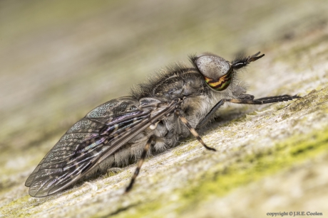 Regendaas (Haematopota pluvialis)