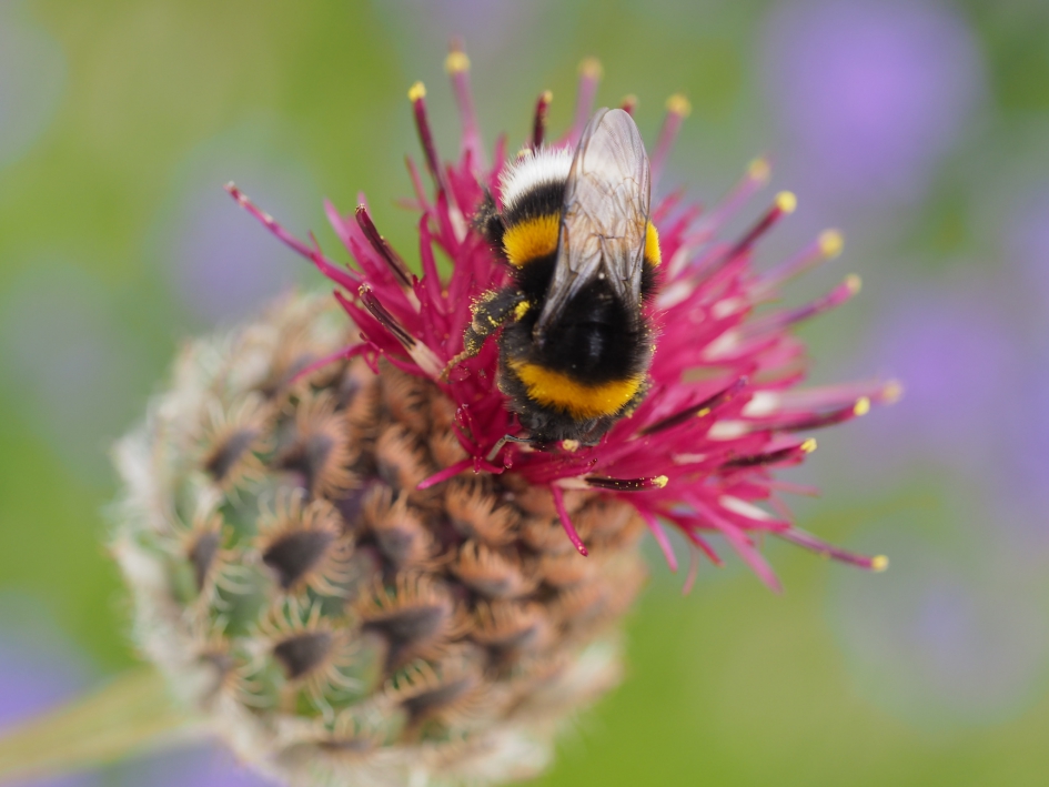 Rode distel - Geleedpotigen - Aadhommel