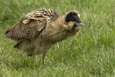 Roerdomp: what's in a name ?